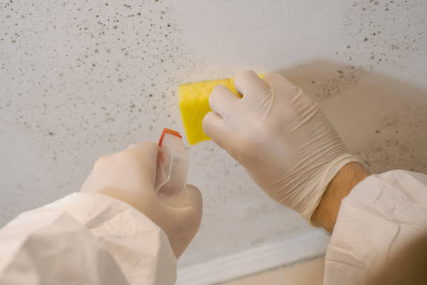 Best Mold-Related Health Consultation  in Salem, UT