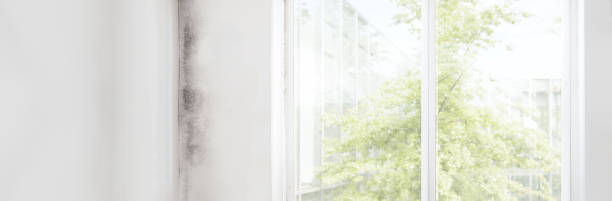 Best Emergency Mold Remediation  in Salem, UT