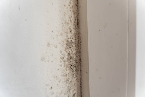 Best Industrial Mold Remediation  in Salem, UT