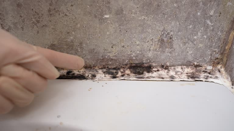 Best Emergency Mold Remediation  in Salem, UT